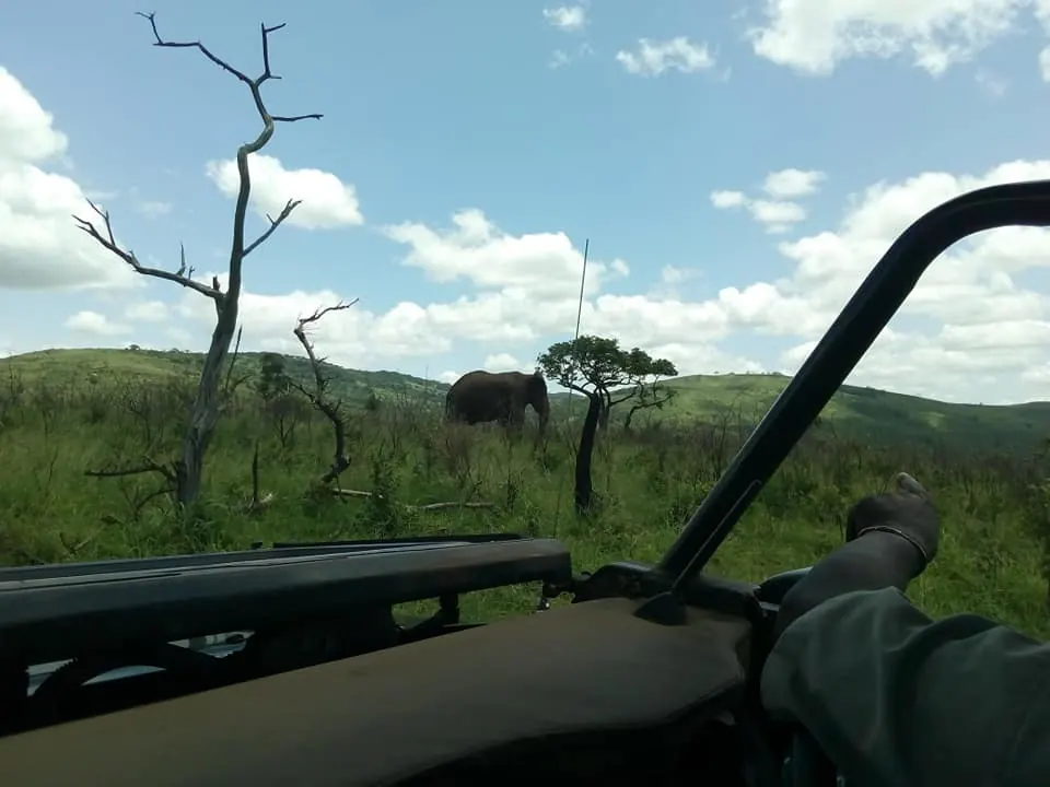 Hluhluwe-iMfolozi Game Drive